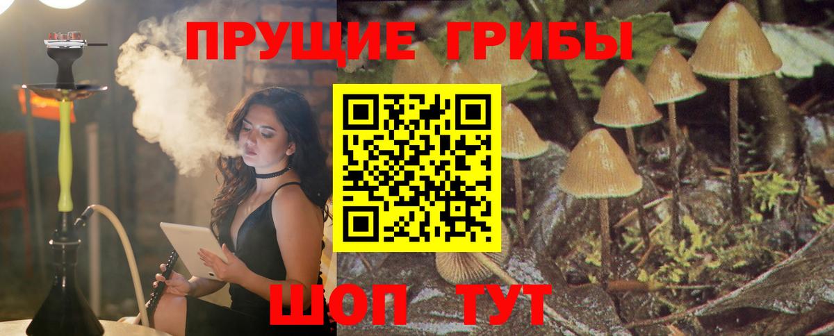 Галлюциногенные грибы Psilocybine cubensis  Псилоцибиновые грибы прущие грибы  Реутов 